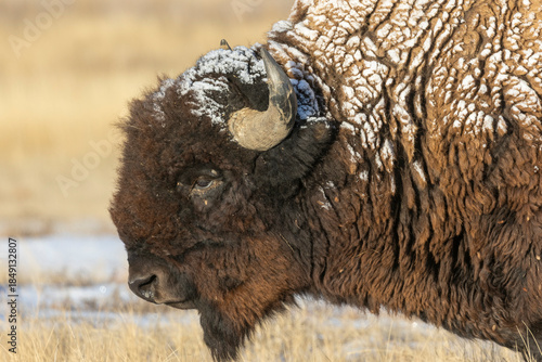Bull Bison in Winter on the Prairie