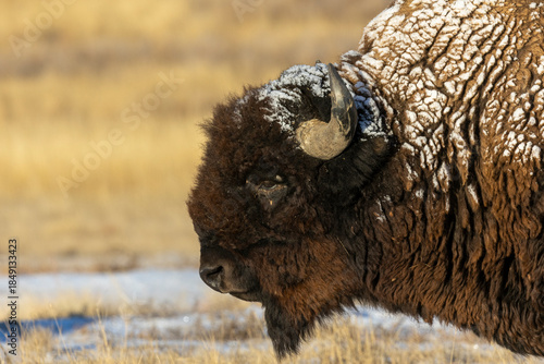 Bull Bison in Winter on the Prairie