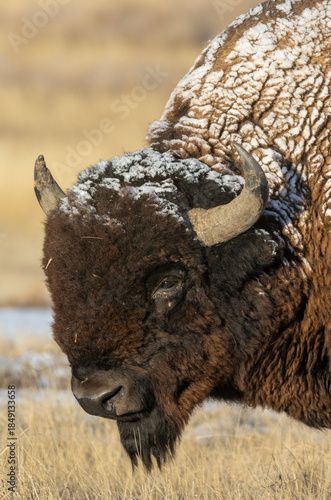 Bull Bison in Winter on the Prairie