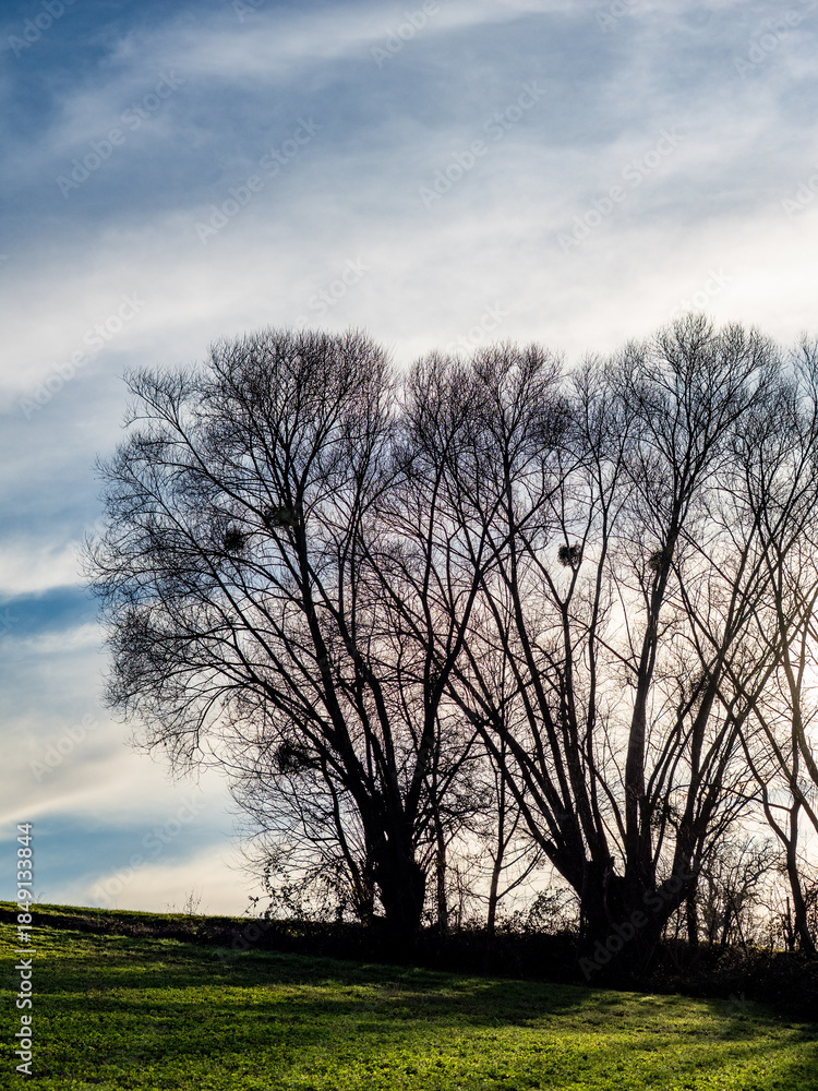 Fototapeta premium Baum mit vielen Misteln im Spätherbst