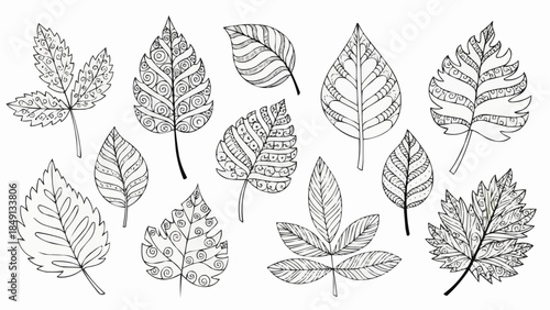 Collection of Hand Drawn Botanical Leaf Illustrations.
