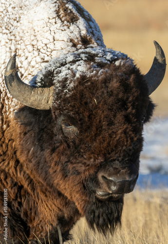 Bull Bison in Winter on the Prairie