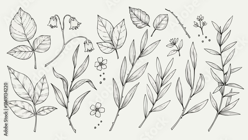 Collection of Hand Drawn Botanical Illustrations of Leaves and Flowers.