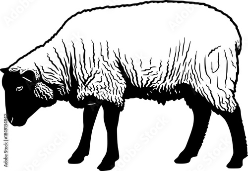 Black silhouette of domestic sheep on a white background vector illustration
