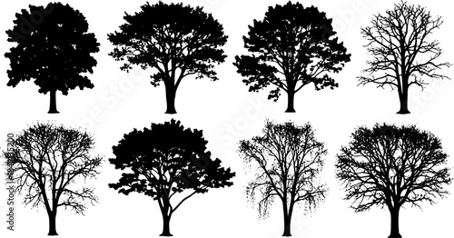 various deciduous trees silhouettes on the white background. vector set. PNG white background
