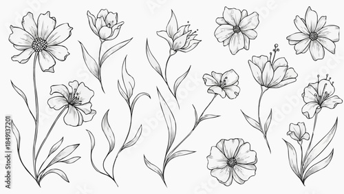 Collection of delicate hand-drawn floral illustrations in sketch style.