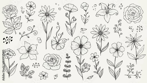 Collection of Hand Drawn Botanical Illustrations of Various Flowers and Plants.