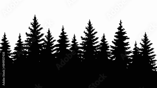 Silhouette of Tall Pine Trees in a Forest Landscape