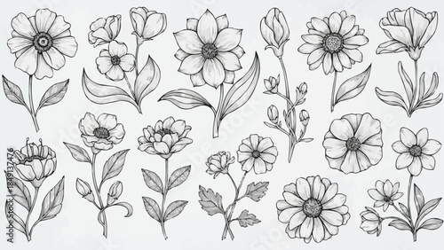 Collection of Hand Drawn Botanical Illustrations of Various Flowers.