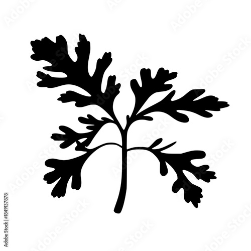 Black silhouette of a parsley plant with detailed leaves  