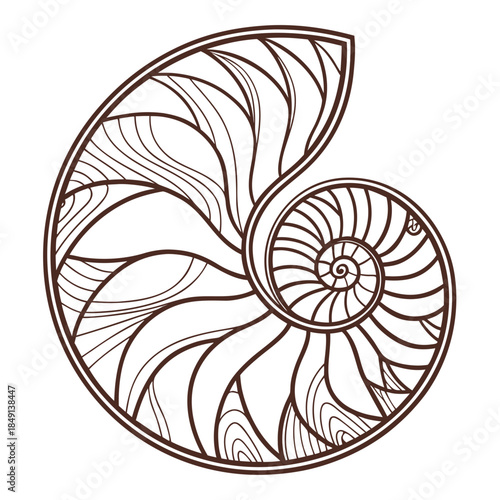 Intricate nautilus shell design