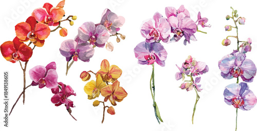 pink orchid on white background