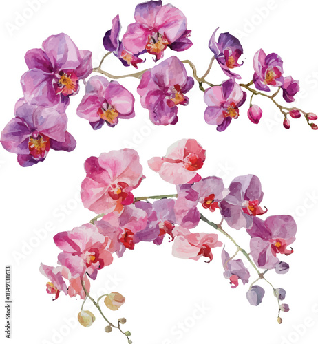 pink orchid isolated on white