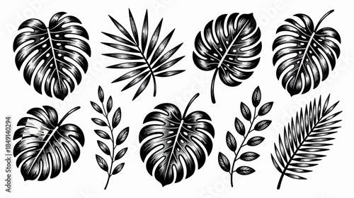 Black and White Tropical Leaf Illustrations Set