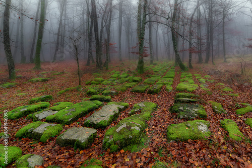 Green mossy rocks in foggy Monte Santiago beech forest during autumn, Magical and misty atmosphere