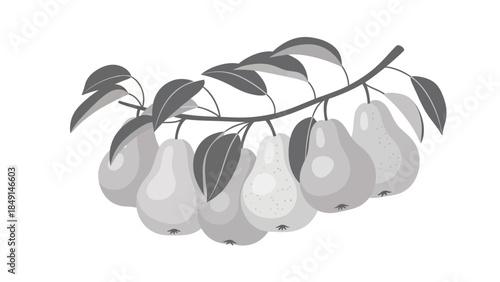 Elegant monochrome illustration of a ripe pear branch with lush leaves and hanging fruits