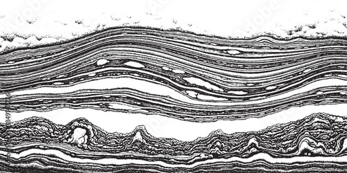 Microscopic view of layered biological tissue with distinct cellular structures.