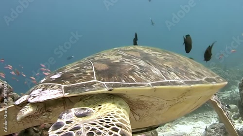 Witness a beautiful green sea turtle, Chelonia mydas, enjoying a cleaning from reef fish in the clear waters off Sipadan Island, Indonesia. Symbiosis in action!