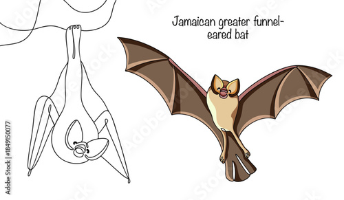 Jamaican greater funnel-eared bat
