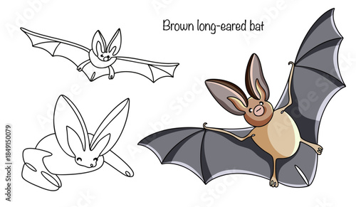Brown long-eared bat