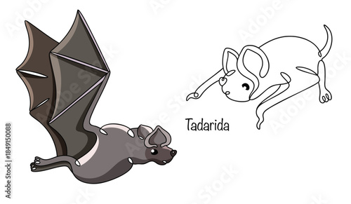 Tadarida