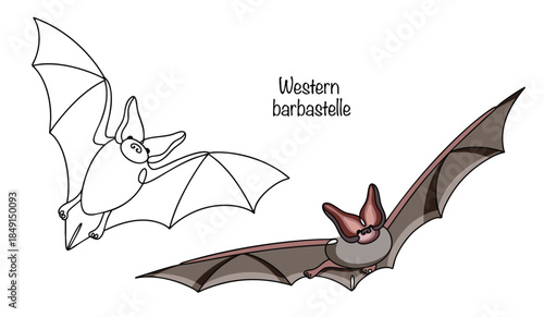 Western barbastelle