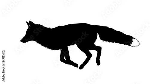 Silhouette of a clever cunning fox prowling through natural surroundings in a minimalist black and