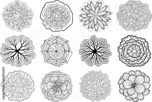 Collection of intricate black and white microscopic organism illustrations