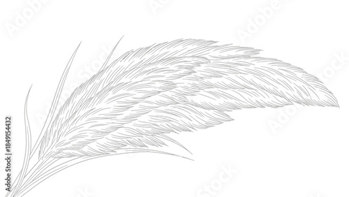 Elegant monochrome illustration of a delicate feathery grass plume with fine line detail