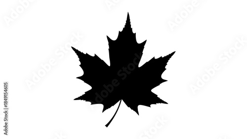 Silhouette of a Maple Leaf Icon with Spiked Edges and Veins Highlighted in Black on White