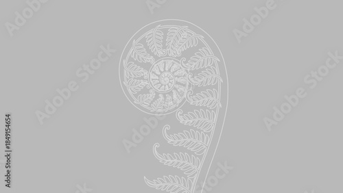 Delicate white spiral shell with intricate detailed patterns on a gray background emphasizing