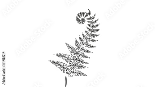 Detailed black and white illustration of a fossilized fern with intricate leaf structure and