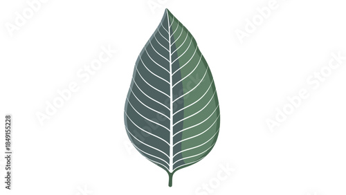 Minimalist Illustration of a Single Green Leaf with Detailed Veins and Elegant Shape for
