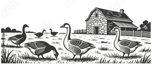 Flock of geese grazing in grassy meadow in front of rustic stone barn on serene rural farm illustration.