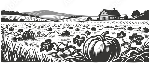 Vast pumpkin patch with ripening pumpkins on vines in front of classic barn on rural autumn farm landscape illustration.