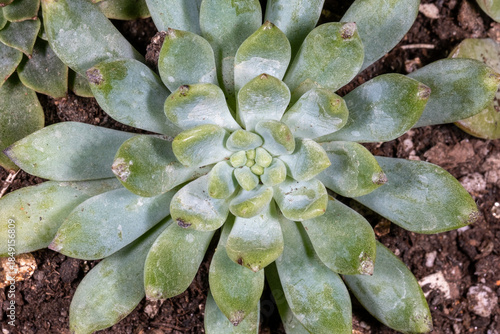 macro succulent detail cactus Echeveria plant