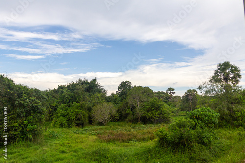 forest wallpaper wild jungle green background from asia