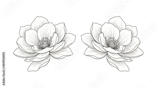 Elegant monochrome floral illustration of blooming lotus flowers with delicate petal detailing
