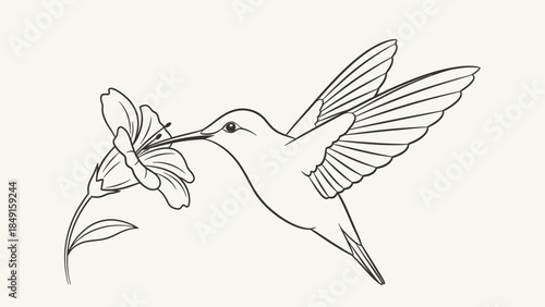 Elegant minimalistic line art depiction of a hummingbird gracefully feeding from a flower