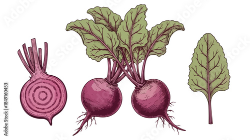 Illustration of red beets with green leaves and a single leaf on a white background.