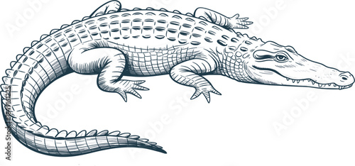 Hand drawn wild reptile etching, realistic alligator predator drawing for nature design.