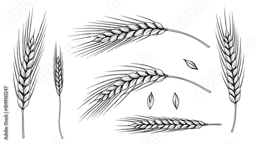 A black and white illustration of various wheat stalks and grains on a plain white background.