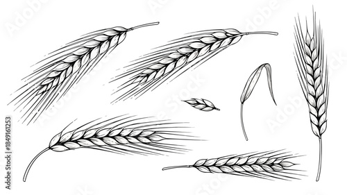 Black and white illustration of various wheat ears on a plain white background with a minimalist style.