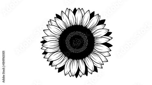 Stylized black and white sunflower illustration emphasizing intricate petal details and