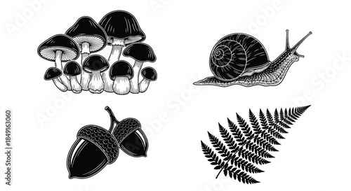 A vintage illustration featuring mushrooms a snail acorns and a fern frond
