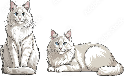 Two elegant white Ragdoll cats vector illustration, beautiful longhair domestic pet portraits.