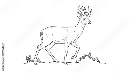 Elegant line drawing of a majestic stag with antlers standing calmly on grassy terrain