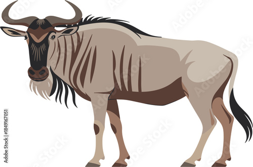 Realistic wildebeest vector illustration, African savanna wildlife animal isolated on white background.
