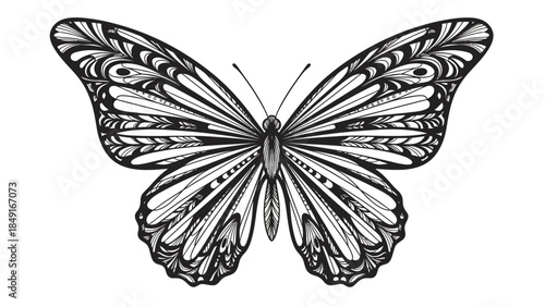 Intricate black and white butterfly line art emphasizing detailed wing patterns and symmetrical