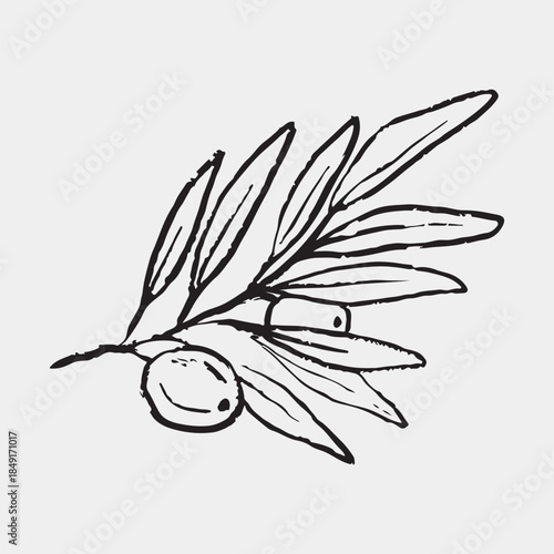 Hand drawn olive tree branch with olives in black. Vector sketch illustration in vintage crayon charcoal style. Retro style plant drawing. Italian, Greece cuisine element